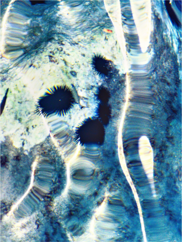 Main image Oursins n.1